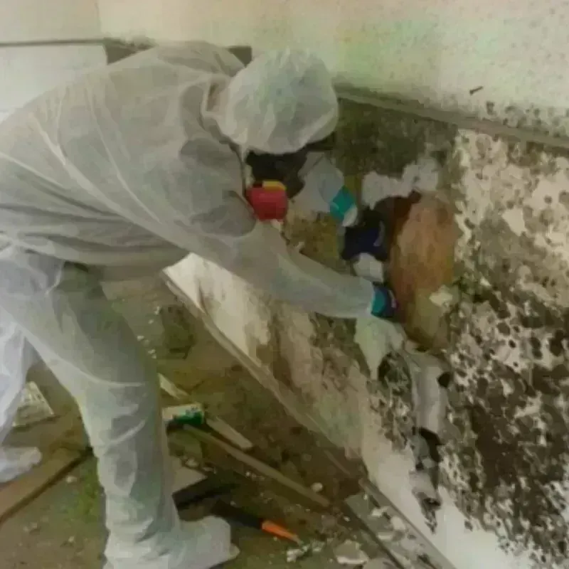 Mold Remediation and Removal in Grant County, KS